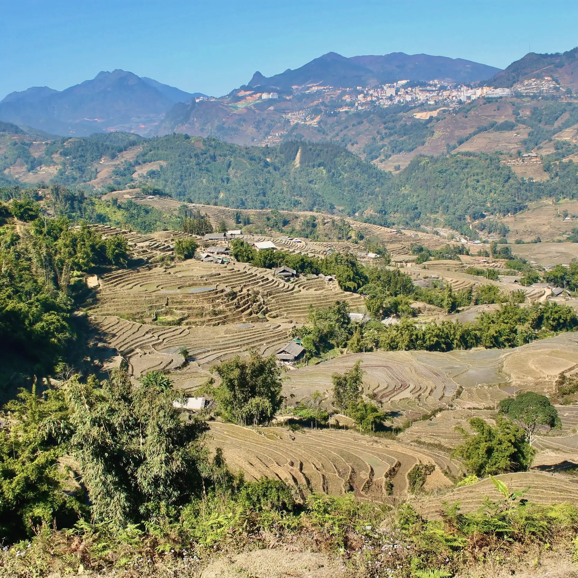 Walking the terraces of Sapa