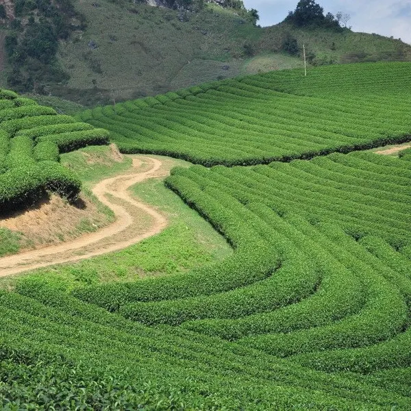 Đồi chè trái tim lúc sáng