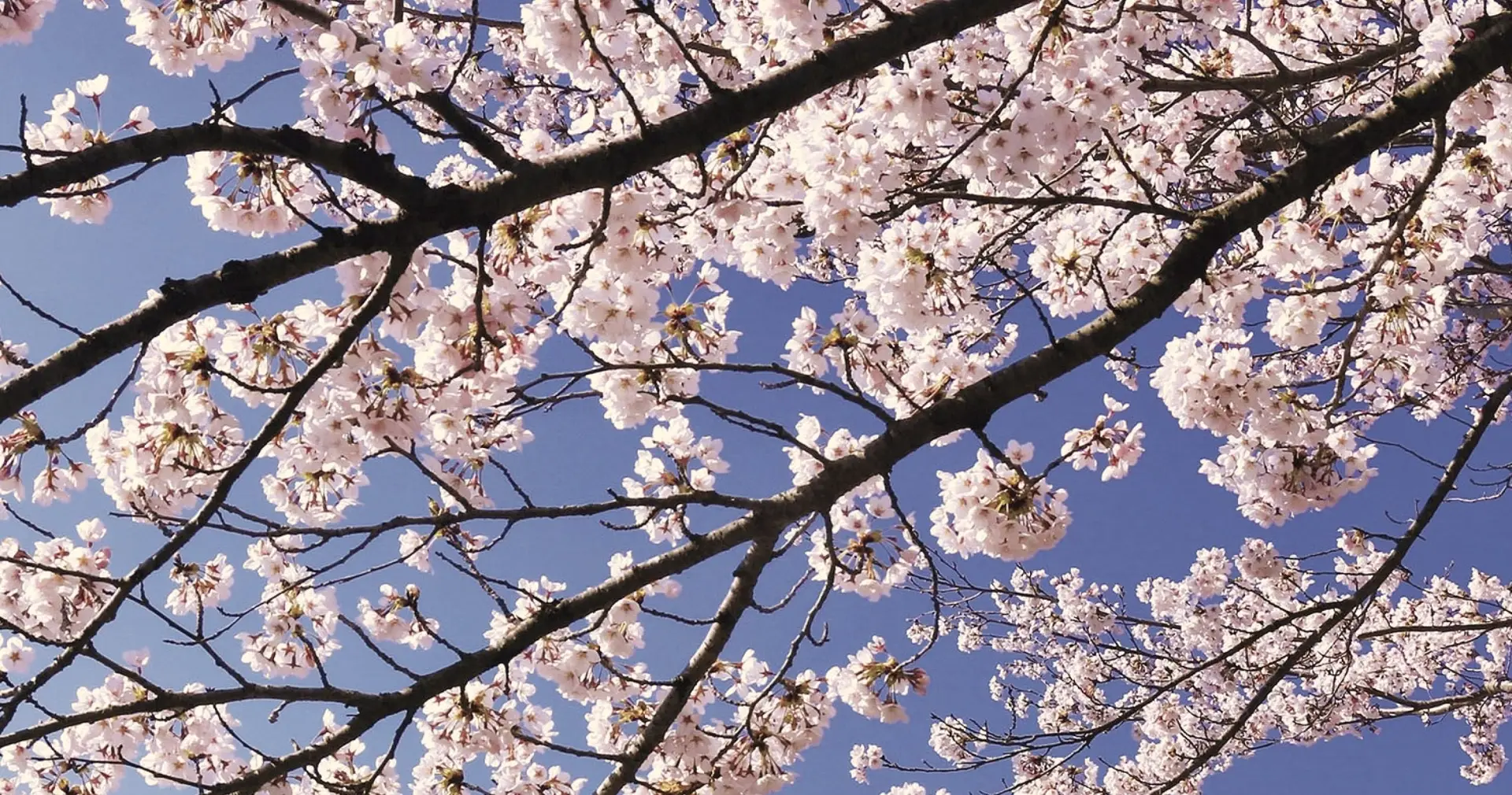 Tokyo · Phú Sĩ · Kyoto · Osaka